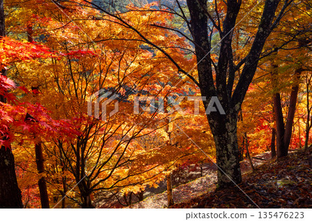Backlit maple trees on the slope near the "Momiji Tunnel" at Momiji Lake (Minowa Dam), a famous autumn foliage spot in Higashiminowa, Minowa Town, Kamiina District, Nagano Prefecture 135476223