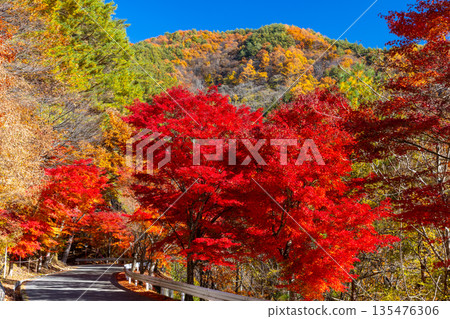 Higashiminowa, Minowa Town, Kamiina District, Nagano Prefecture: A row of maple trees along the prefectural road beside Lake Momiji (Minowa Dam), a famous spot for viewing autumn leaves Higashiminowa, Minowa Town, Kamiina District, Nagano Prefecture: A row of maple trees along the prefectural road beside Lake Momiji (Minowa Dam), a famous spot for viewing autumn leaves 135476306