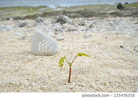白保海灘上的幼嫩旋花葉 白保海灘上的幼嫩旋花葉 135476358