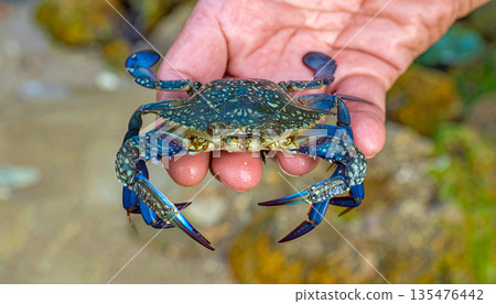 Fresh Blue Crab Held by Hand Near River 135476442