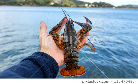 Fresh Lobster Held Over Ocean Water 135476483