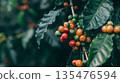 Arabica coffee berry ripening on tree. 135476594