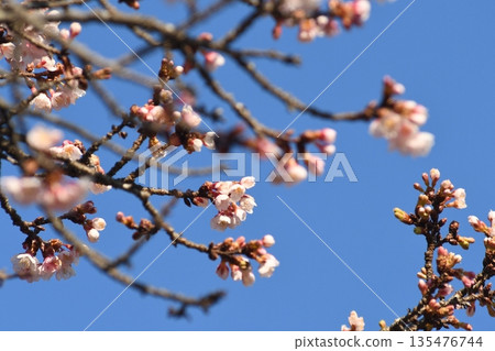 2026-1-16 Winter cherry blossoms in full bloom 135476744