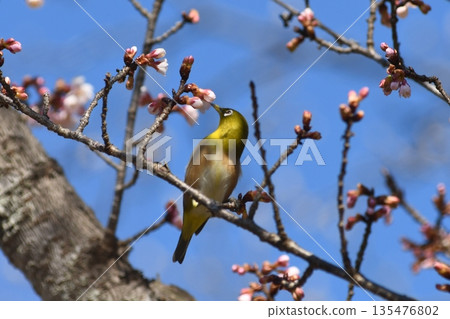 Marrying sucking cold cherry honey 135476802