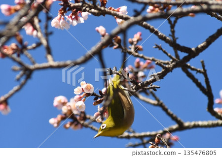 Marrying sucking cold cherry honey 135476805