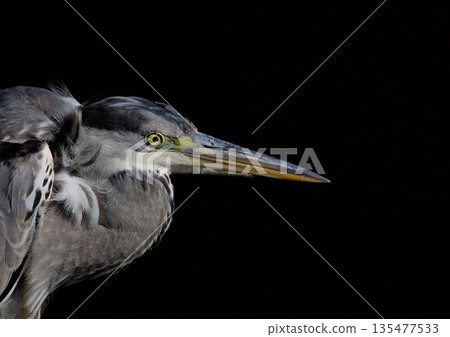 A grey heron watching its prey A grey heron watching its prey 135477533