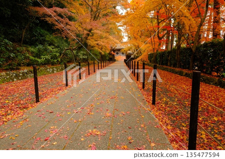 The approach to the Yakuimon Gate of Ao-Komyoji Temple in autumn 135477594