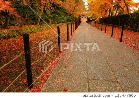 The approach to the Yakuimon Gate of Ao-Komyoji Temple in autumn The approach to the Yakuimon Gate of Ao-Komyoji Temple in autumn 135477600