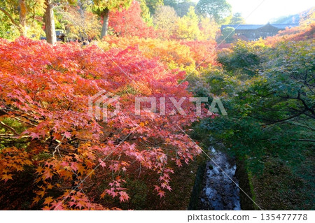 Autumn leaves at Tofukuji Temple's Tsutenkyo Bridge 135477778