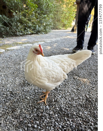 White chicken White chicken 135477799