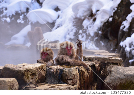 Jigokudani Monkey Monkey Snow Monkey Jigokudani Monkey Monkey Snow Monkey 135477820