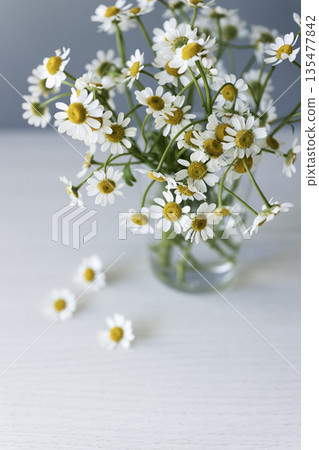 一束母菊插在玻璃花瓶裡，背景是藍色的。一些小花掉在地板上。 135477842