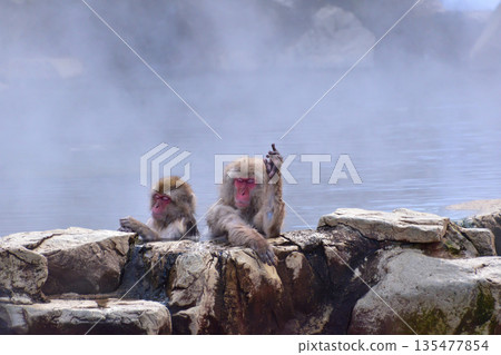 地獄谷猴猴雪猴 135477854