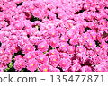 Chrysanthemum   135477871