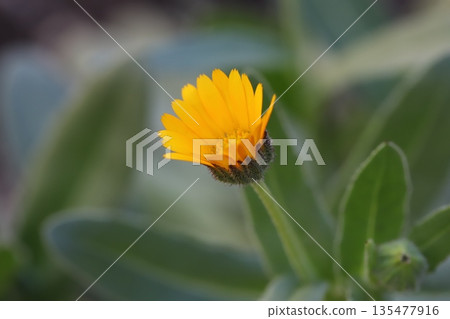 Orange calendula flowers blooming in a winter garden Orange calendula flowers blooming in a winter garden 135477916