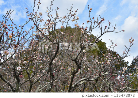 White plum shining in the blue sky 135478078