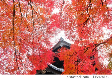 Vivid autumn leaves and the Sanmon Gate of Nanzenji Temple 135478149