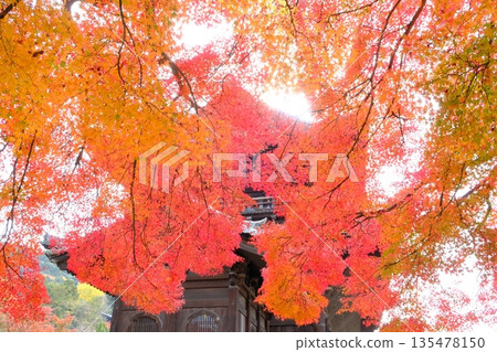 Vivid autumn leaves and the Sanmon Gate of Nanzenji Temple 135478150
