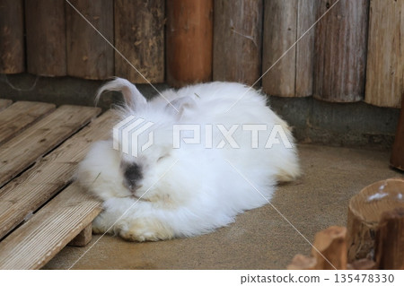 Domesticated white Angora rabbit 135478330