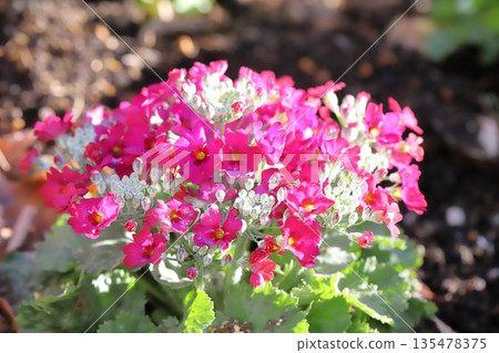 冬日花園裡盛開的粉紅色報春花 冬日花園裡盛開的粉紅色報春花 135478375