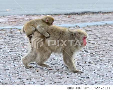 Parent and child of monkey 135478754
