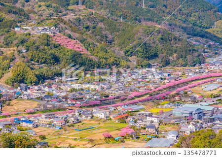 （靜岡縣）從河津城遺址公園觀賞河津櫻花 135478771