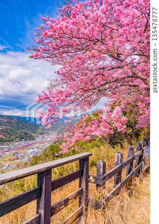 (靜岡縣)從河津城遺址公園看到的河津櫻花樹,花朵盛開,景色宜人。 (靜岡縣)從河津城遺址公園看到的河津櫻花樹,花朵盛開,景色宜人。 135478777