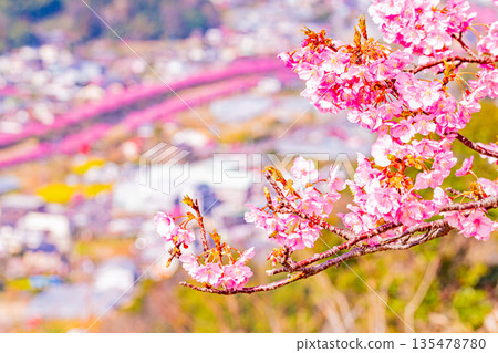(靜岡縣)從河津城遺址公園看到的河津櫻花樹,花朵盛開,景色宜人。 (靜岡縣)從河津城遺址公園看到的河津櫻花樹,花朵盛開,景色宜人。 135478780