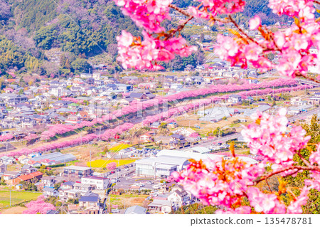 (Shizuoka Prefecture) Kawazu cherry blossom trees lined with blossoms in full bloom as seen from Kawazu Castle Ruins Park (Shizuoka Prefecture) Kawazu cherry blossom trees lined with blossoms in full bloom as seen from Kawazu Castle Ruins Park 135478781