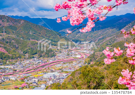 (Shizuoka Prefecture) Kawazu cherry blossom trees lined with blossoms in full bloom as seen from Kawazu Castle Ruins Park 135478784