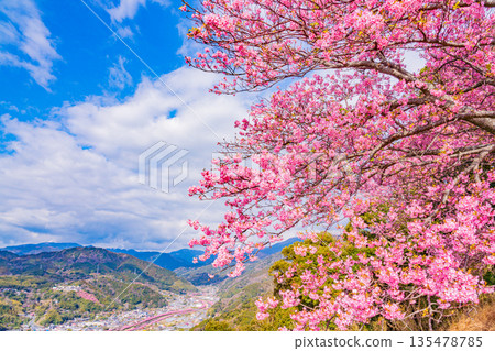 (Shizuoka Prefecture) Kawazu cherry blossom trees lined with blossoms in full bloom as seen from Kawazu Castle Ruins Park (Shizuoka Prefecture) Kawazu cherry blossom trees lined with blossoms in full bloom as seen from Kawazu Castle Ruins Park 135478785