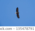 一隻成年白尾海鵰悠閒地翱翔在藍天之上。 135478791