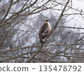 山鷹棲息在森林的樹枝上。 135478792