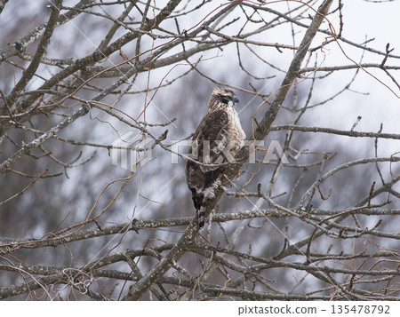 山鷹棲息在森林的樹枝上。 135478792