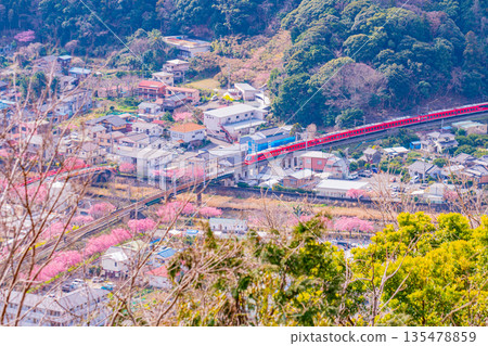 (Shizuoka Prefecture) Kawazu cherry blossom trees lined up near Izukyu Kawazu Station as seen from Kawazu Castle Ruins Park 135478859