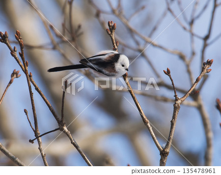 長尾長尾棲息在樹枝上 135478961