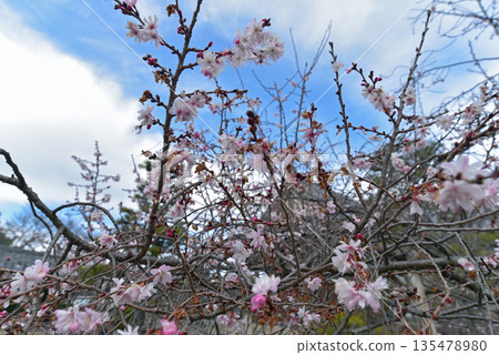 京都Oshirinji的櫻花觀賞儀式 135478980