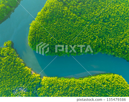 Top view mangrove forest trees,Amazing green nature forest background Top view mangrove forest trees,Amazing green nature forest background 135479386