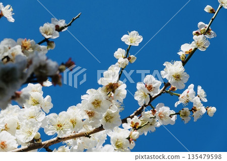 Blue sky and white plum blossoms Blue sky and white plum blossoms 135479598