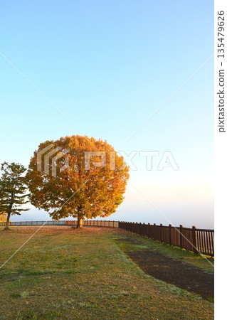 Morning mist and autumn leaves on the Yamamotoyama Plateau (Ojiya City, Niigata Prefecture) 135479626
