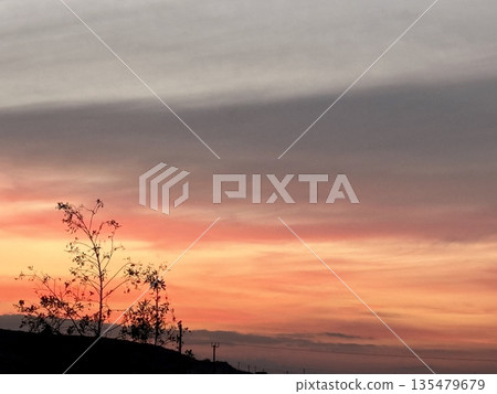 Silhouette of tree against sunset sky. A beautiful, bright, red-orange evening sky. 135479679
