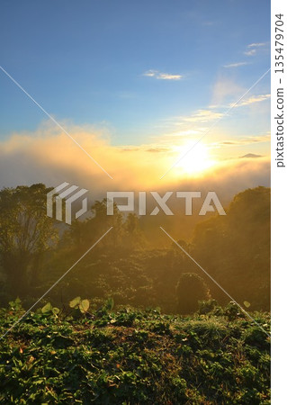 The Shinano River and morning mist as seen from Yamamotoyama Plateau (Ojiya City, Niigata Prefecture) 135479704