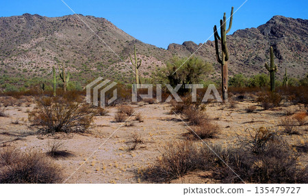 Winter San Tan Mountains Sonoran Desert Arizona Winter San Tan Mountains Sonoran Desert Arizona 135479727