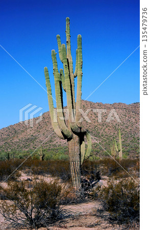 Winter San Tan Mountains Sonoran Desert Arizona Winter San Tan Mountains Sonoran Desert Arizona 135479736