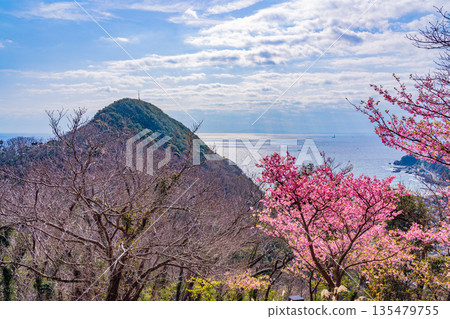 靜岡縣河津城遺址公園健行步道旁的河津櫻花 135479755