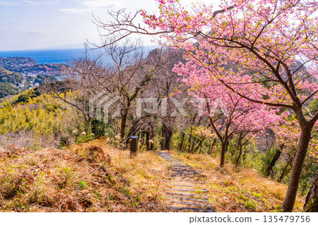 Kawazu cherry blossoms along the hiking trail at Kawazu Castle Ruins Park (Shizuoka Prefecture) 135479756