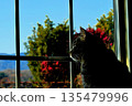 A cat watching the outside from the window 135479996