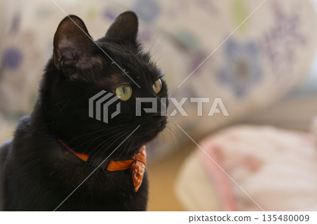 Black cat Black cat 135480009