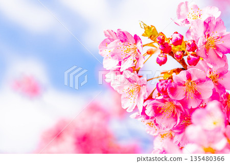 Kawazu Castle Ruins Park Kawazu cherry blossoms blue sky 135480366