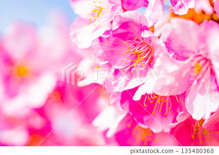 河津城遺址公園 河津櫻花 藍天 135480368